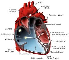 Ce impact are insuficiența cardiacă asupra pacientului?